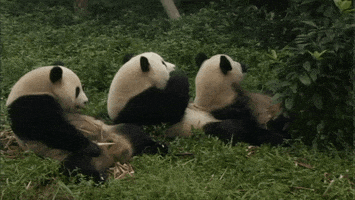crew pandas GIF by Neon Panda MX