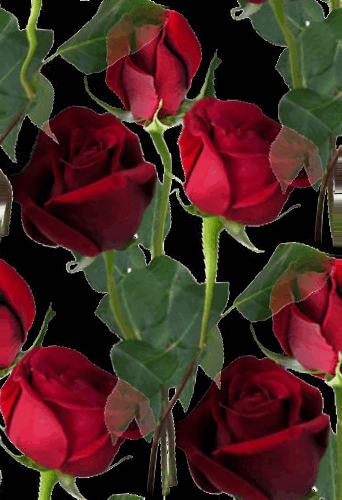 wallpaper flower wallpapers flower wallpaper for mobile hd flower pictures GIF