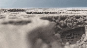 The Fractalist GIF