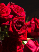 rose GIF by Sam Cannon