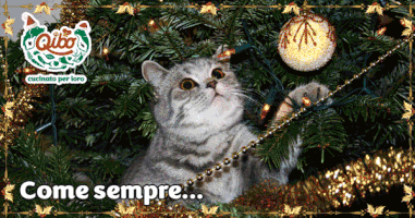 Everyday christmas natale cani cibo per cani GIF