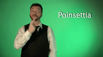 sign language poinsettia GIF by Sign with Robert
