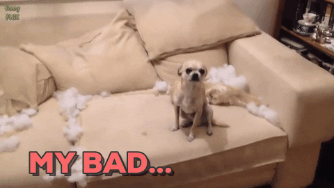 chuber channel dog oops couch my bad GIF