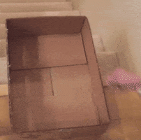 Video gif. Cat hops into a shallow cardboard box at the top of stairs, then rides down the staircase.