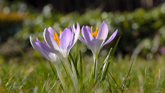 animated spring flower gif