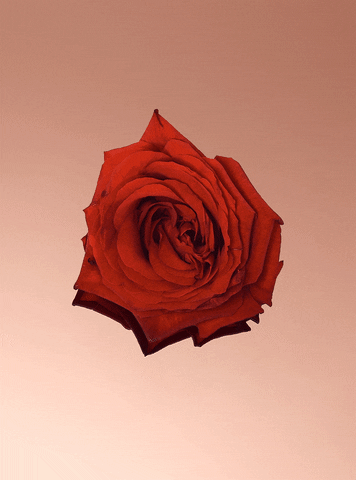 Digital art gif. The interior petals of a red rose slowly spin around like a hurricane against a fading tan background.