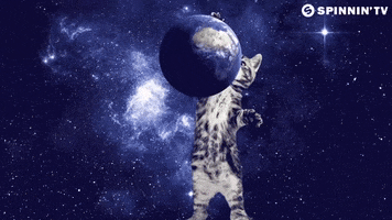 space cat GIF by Spinnin' Records