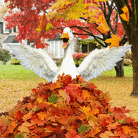 Happy Fall GIFs - Get the best GIF on GIPHY