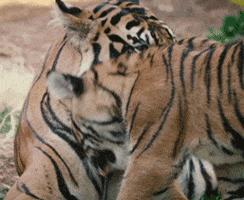 mother's day baby GIF by San Diego Zoo