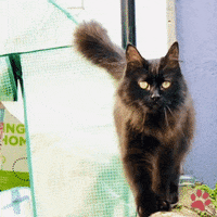 Black Cat Kiki GIF by pawsr