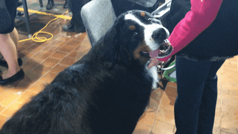 Dog Show Gif By Westminster Kennel Club Find Share On Giphy