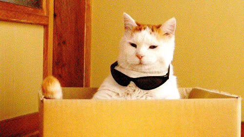 cat swag GIF