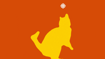 cat toy GIF by CBC
