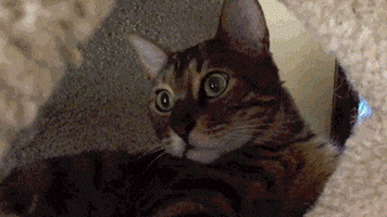 cat animals being jerks GIF