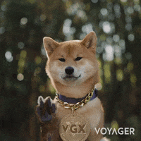 Shiba Inu Hello GIF by Voyager