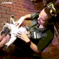 GIF de barriga de coala