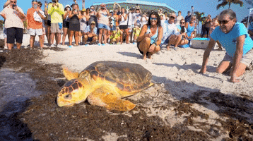 Key West Turtle GIF by Storyful