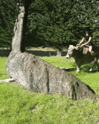 cow