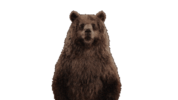 Winter Olympics Bear Sticker by PetroCanada