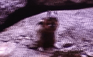 Vintage Eating GIF by Texas Archive of the Moving Image