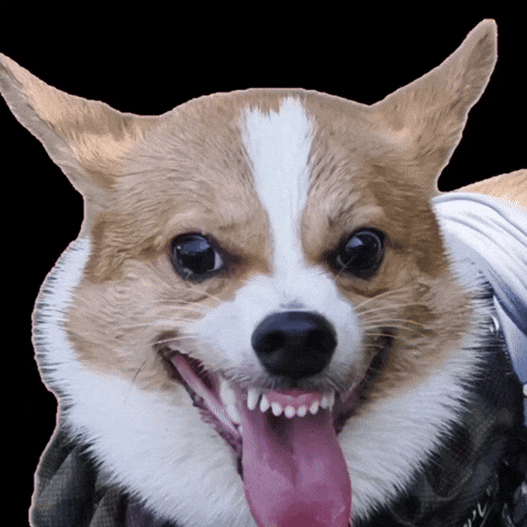 Corgi GIF