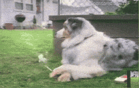 dog smoking GIF dog smoking GIF