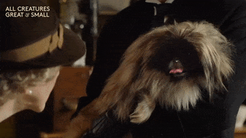 Panting Good Boy GIF by All Creatures Great And Small