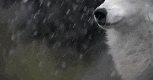 Snow-wolf GIFs - Get the best GIF on GIPHY