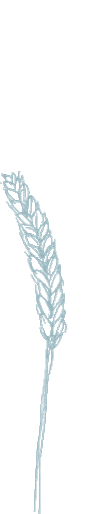 Wheat Ble Sticker by Moulin Maury