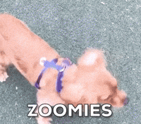 what are dog zoomies