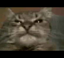 Kit GIF