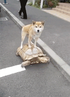 shiba inu pets GIF