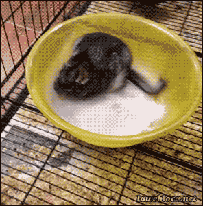 Cocaine GIF - Find & Share on GIPHY