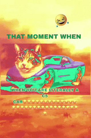 Cats Cars GIF