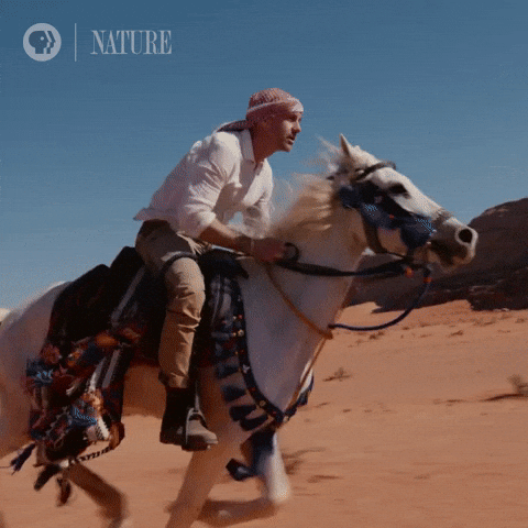 arabian horse GIF by Nature on PBS