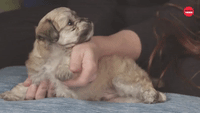 Puppy Massage