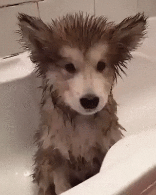 giphy.gif?cid=4d1e4f290bd4fa3e2dc1f948e10f5604d59f57bd6a025959&rid=giphy.gif