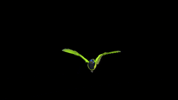 San Jorge School GIF