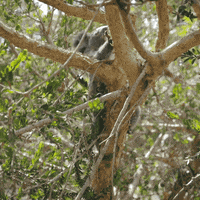 200.gif?cid=fc005b086baf21e5f674bdeb481836b7545035bfd56708ff&rid=200.gif&ct=g