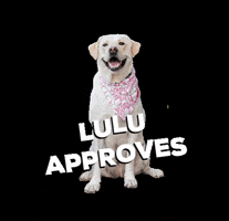 Dog Approve GIF by Paw-Berries