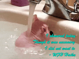Shower Rat GIF by chuber channel