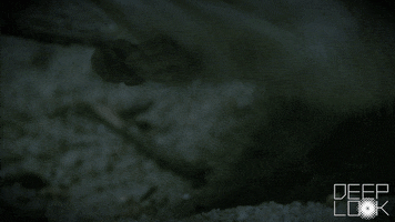 Kangaroo Rat Cricket GIF by PBS Digital Studios