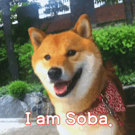 Shibainu GIF
