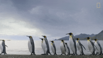 Squad Penguins GIF by Oceana