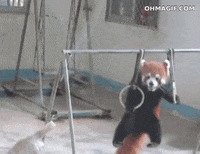 Baby Red Panda Gifs Get The Best Gif On Giphy Baby Red Panda Gifs Get The Best Gif On Giphy