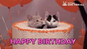 Birthday Cat Gifs Get The Best Gif On Giphy