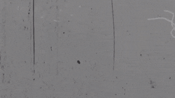 Federico GIF