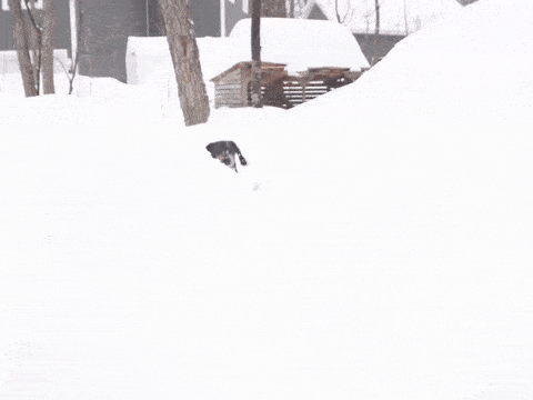 Snow Dog Gif Find Share On Giphy