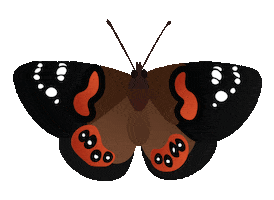 Sticker by iNaturalist NZ — Mātaki Taiao