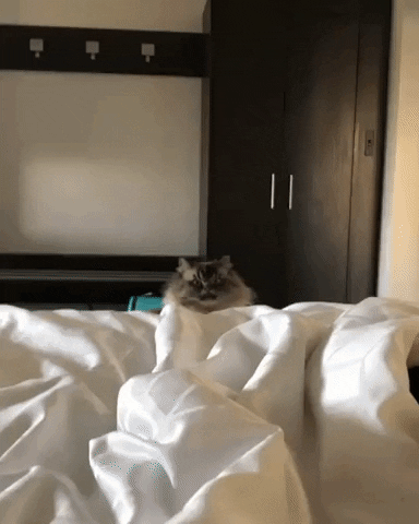 Video gif. We zoom in on the angry face of a fluffy cat as it glares from behind the comforter on a bed.